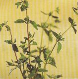 JT Kräuter Thymian.jpg